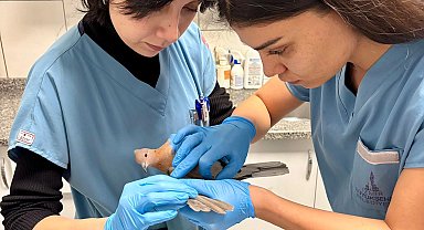 İzmir'de umudu büyüten görüntüler... Yaralı güvercin şifa buldu