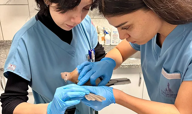 İzmir'de umudu büyüten görüntüler... Yaralı güvercin şifa buldu