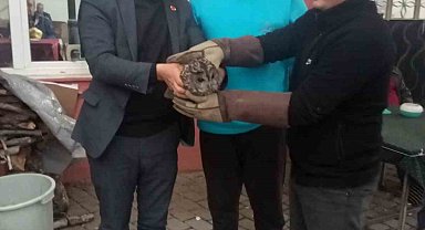 Kahvehane camına çarpan baykuş rehabilitasyona alındı