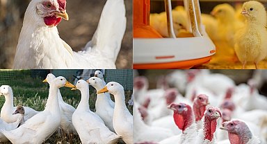 Kanatlı işletmelerinde biyogüvenlik kuralları güncellendi