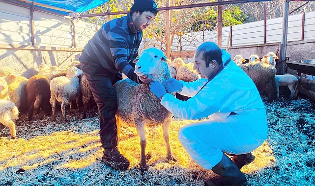 Karadeniz'in ilk hastalıktan ari koyunculuk işletmesi Giresun'da