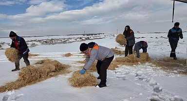 Kayseri Büyükşehir'den dilsiz dostlara merhamet eli