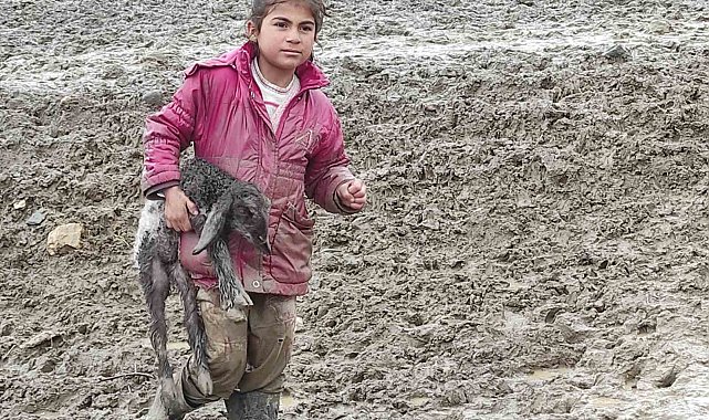 Kendisi küçük yüreği büyük: Minik Zeynep'in yeni doğan kuzuyu soğuktan korumak için gösterdiği çaba duygulandırdı