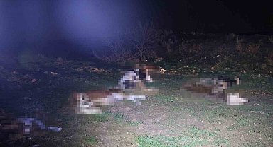 Kırşehir'de bulunan 13 cansız hayvan jandarmayı harekete geçirdi