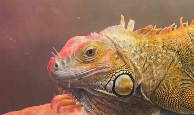 Koruma altındaki 3 hayvan, Samsun'da ele geçirildi