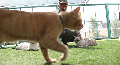 Küçük Dostlar Kedi Kasabası rekor ziyaretçiye ulaştı