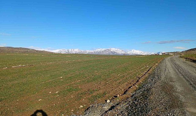 Kulp'ta yağışlar çiftçinin umudu arttı