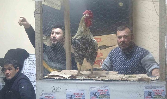 Kütahya'daki süs tavukları açık artırmayla satıldı