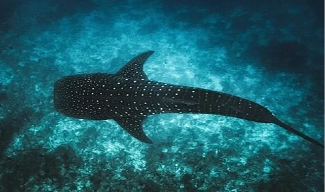 Maldivler ikonik balina köpek balıklarını korumak için Tech4Nature projesini başlattı
