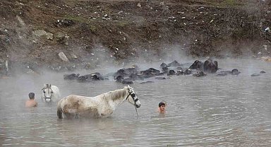 Manda ve atların kışın ortasında kaplıca keyfi