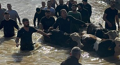 Manisa'da sel sefeberliği... 44 vatandaş ve 127 hayvan tahliye edildi