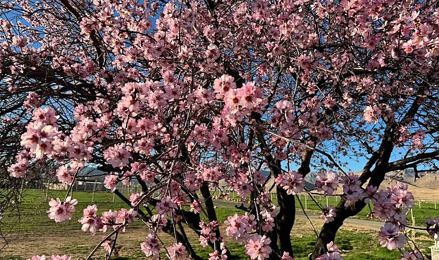 Mardin'de badem ağaçları erken çiçek açtı