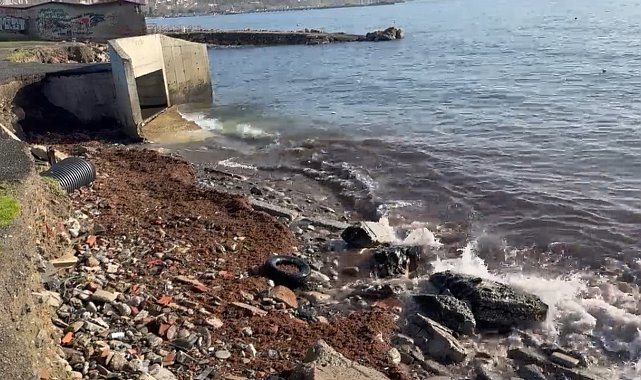 Marmara'daki fırtına Tekirdağ kıyılarını kızıl yosunla sürükledi