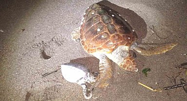 Marmaris'te 2 caretta caretta kıyıya vurdu