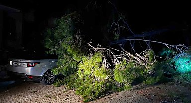 Marmaris'te fırtına ağaç devirdi: 1 kişi yaralandı