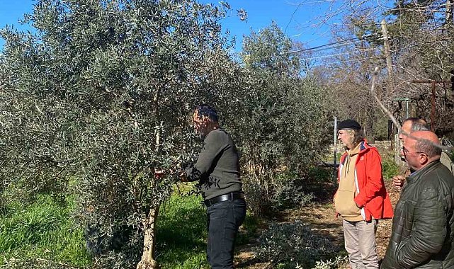 Menteşe'de zeytin ağaçları mercek altında