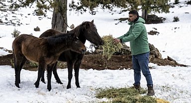 Mersin'de yılkı atlarına kış desteği