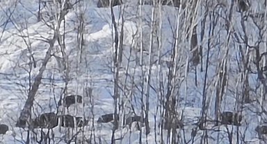 Munzur Vadisi'nde karlı dağlarda yiyecek arayan domuz sürüsü görüntülendi