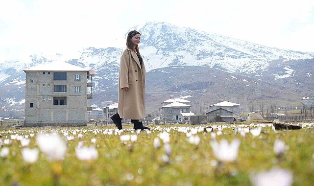 Muş Ovası'nda baharın habercisi çiğdemler açtı