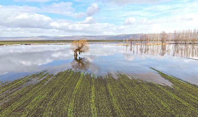 Muş'ta eriyen kar ve sağanak ovayı sular altında bıraktı