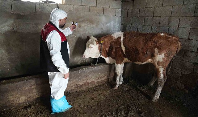 Muş'ta şap ve şarbon aşılama kampanyası başladı