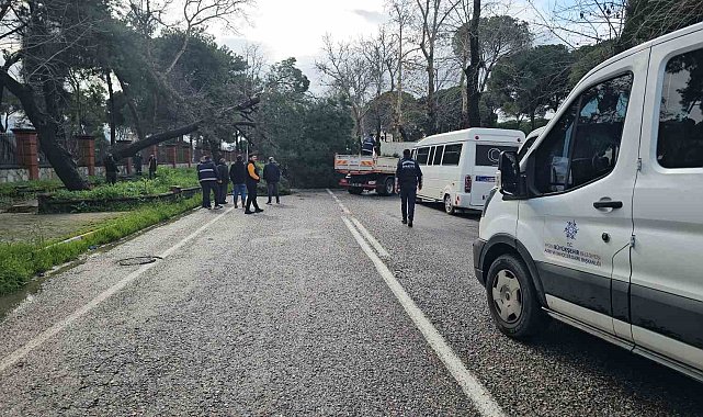 Nazilli'de fırtınayla devrilen dev çam ağacı karayolunu trafiğe kapadı