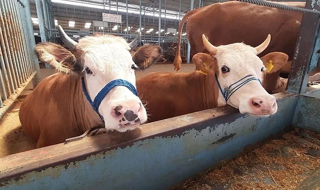 Nazilli'de şap hastalığı söndü, kısıtlama kaldırıldı