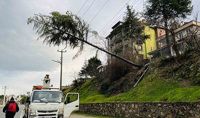 Ordu'da çam ağacı yüksek gerilim hattına devrildi