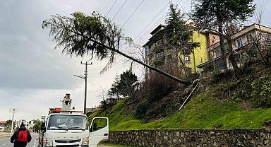 Ordu'da çam ağacı yüksek gerilim hattına devrildi