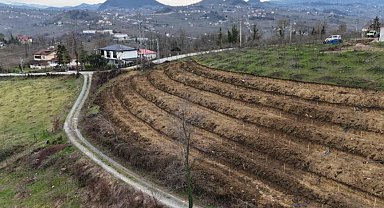Ordu'da fındıkta verim artışı için yeni uygulama