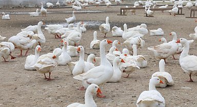 Ordu'da kaz yetiştiriciliği büyüyor