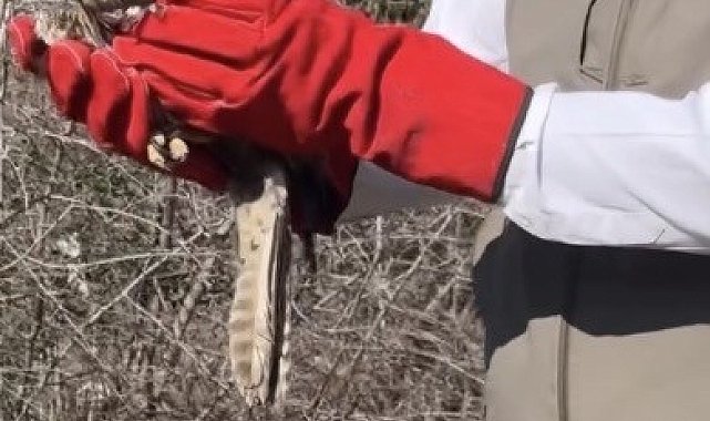 Osmaniye'de tedavileri tamamlanan şahinler, doğaya kanat çırptı