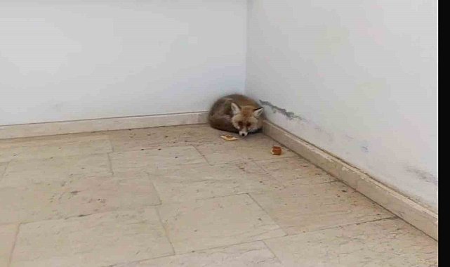 Palu'da okulun içine giren tilki kamerada