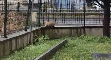 Porsuk yanlışlıkla site bahçesine girerse...