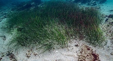 Prof. Dr. Mustafa Sarı'dan 'deniz çayırları' için acil önlem çağrısı!