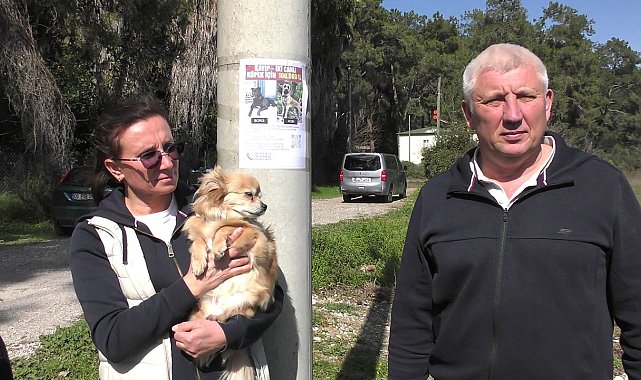 Rus sahipleri, kaybolan köpeklerini sokak sokak arıyor: Canlı bulana 100 bin, ölü bulana 10 bin ödül