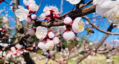 Salihli'de sert çekirdekli meyveler için 'Monilya' uyarısı