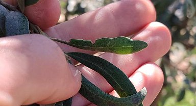 Salihli'de zeytin üreticilerine halkalı leke uyarısı