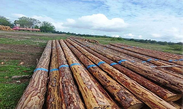 Samsun'da orman üretiminden 1,7 milyar TL katkı