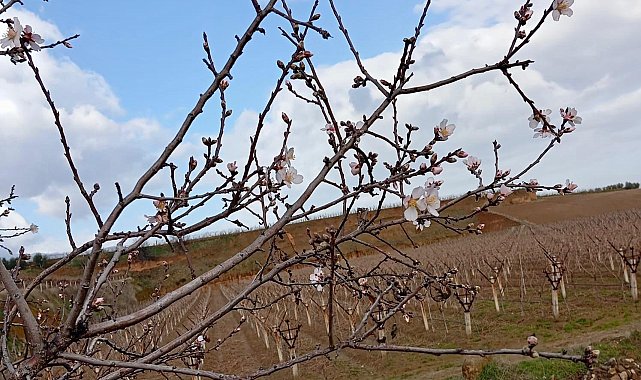 Sarıgöl'de badem ağaçları çiçek açtı