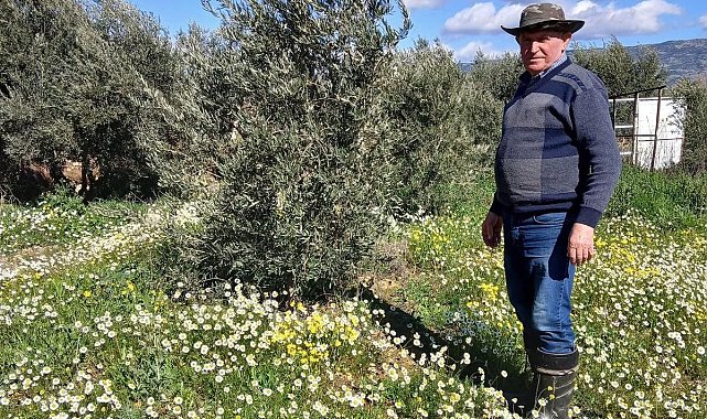 Sarıgöl'de şubat ayında yalancı bahar yaşanıyor