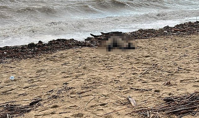 Sarımsaklı sahiline kadın cesedi vurdu