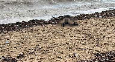 Sarımsaklı sahiline kadın cesedi vurdu