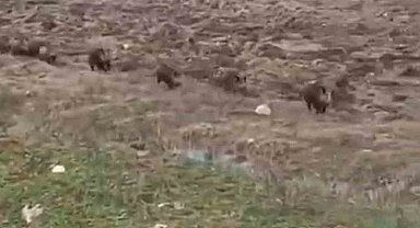 Siirt'te domuz sürüsü görüntülendi