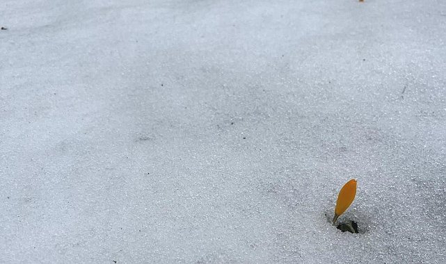 Simav Gölcük Yaylası'nda karda açan çiğdemler ilgi görüyor