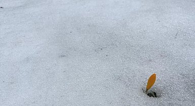 Simav Gölcük Yaylası'nda karda açan çiğdemler ilgi görüyor