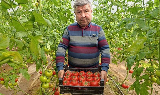 Simav'da yetişen 'coğrafi işaretli' Eynal domatesi pazarlarda ilgi görüyor
