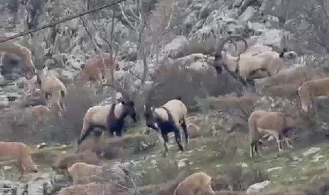 Sincik boğazına dağ keçileri indi