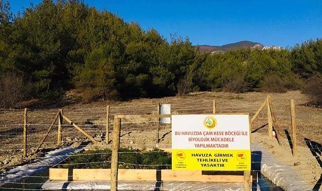 Sinop'ta çam kese böceği ile mücadele