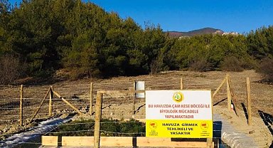 Sinop'ta çam kese böceği ile mücadele